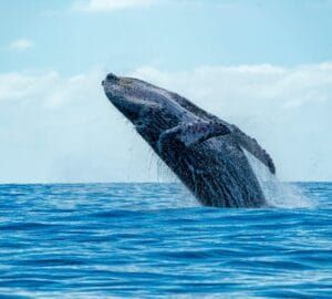 Whale watching off the coast of Sri Lanka – witnessing majestic blue whales and other marine giants in their natural habitat, featured in JLK Tours wildlife and ocean adventure experiences