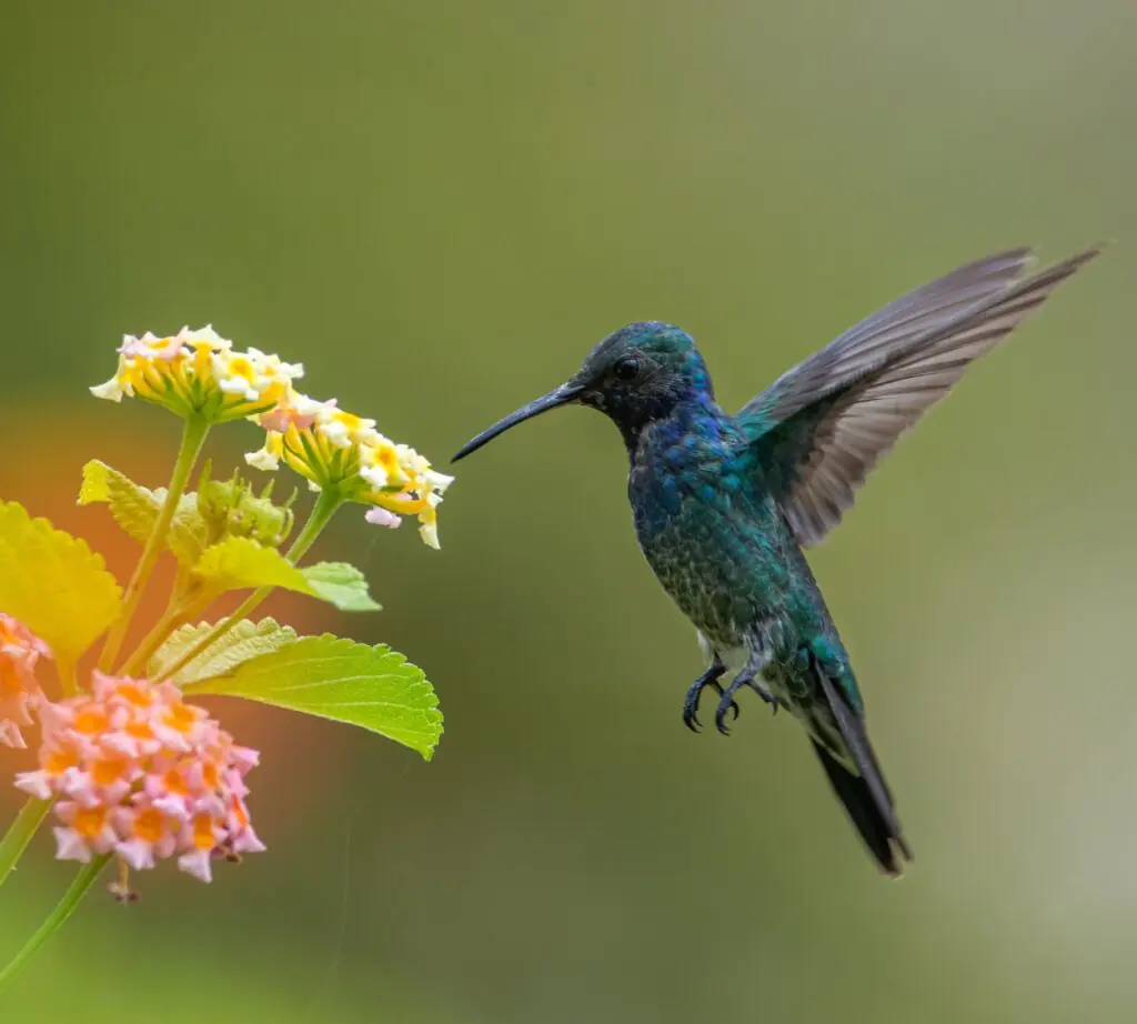 Colorful birds in Sri Lanka – diverse species perched amidst lush landscapes, showcasing the island’s rich biodiversity, featured in JLK Tours birdwatching and nature experiences.