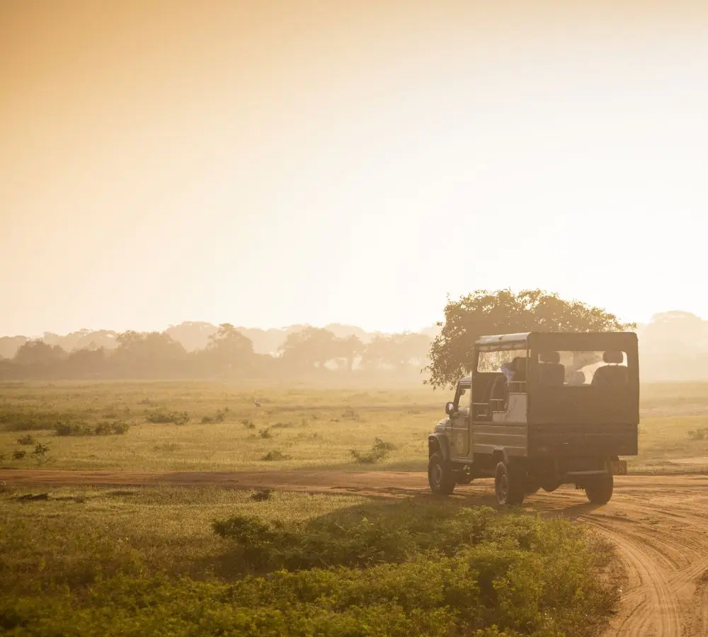 Morning wild safari in Sri Lanka – golden sunrise lighting up the landscape as wildlife awakens, featured in JLK Tours nature and adventure experiences.