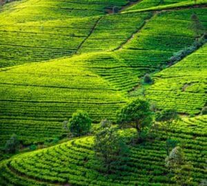 Tea Empire in Nuwara Eliya, Sri Lanka – sprawling tea plantations and factories that produce world-renowned tea, featured in JLK Tours cultural and scenic tours