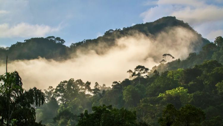 Discovering Sri Lanka’s Jungles: An Adventure and Biodiversity Guide Introduction