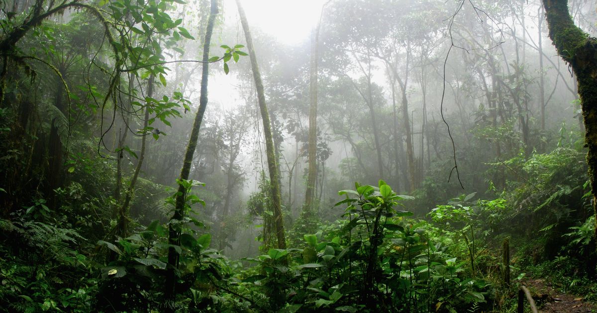 Lush lowland rainforest with rich plant life and streams in Sri Lanka