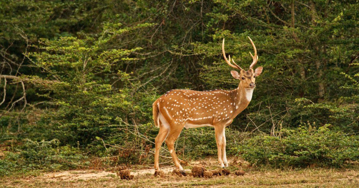 Wildlife-rich national park with leopards, elephants, and dry forests in Sri Lanka.