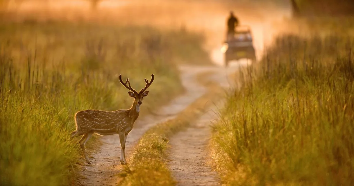 A spotted deer standing gracefully in the wild, surrounded by lush greenery in a Sri Lankan national park.