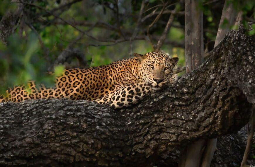 A cheetah captured in the wild, alert and poised amidst the natural landscape, showcasing its sleek build and distinctive spotted coat