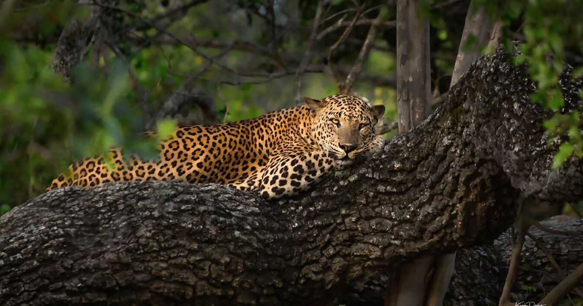 Sri Lankan Wildlife Photography: The Complete Guide Introduction