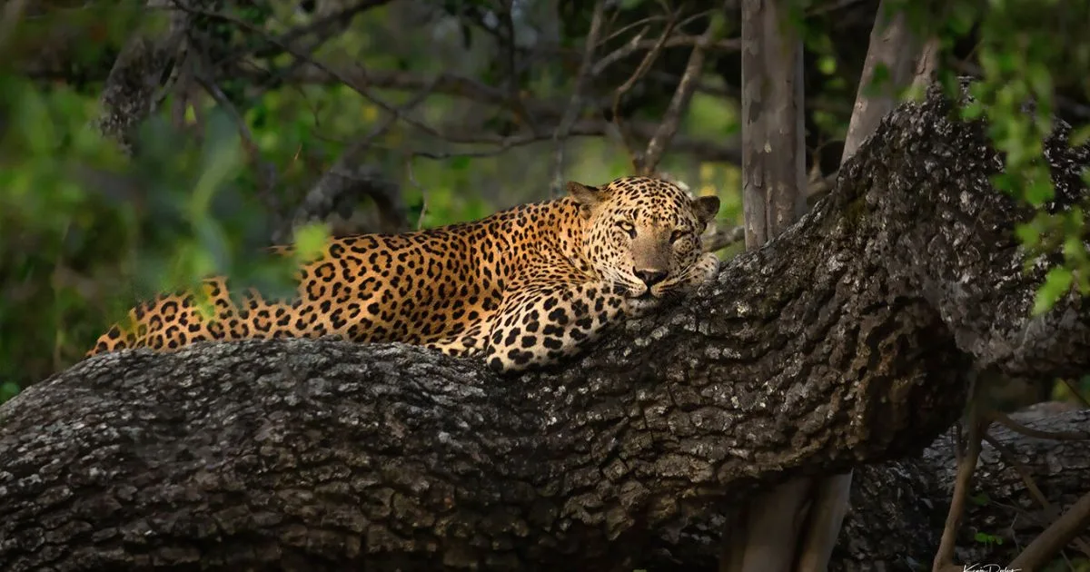 A cheetah captured in the wild, alert and poised amidst the natural landscape, showcasing its sleek build and distinctive spotted coat
