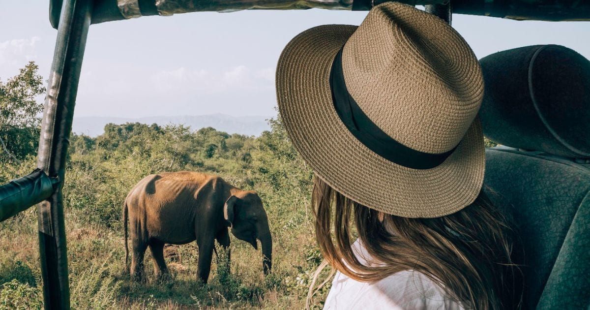 Wild Safari