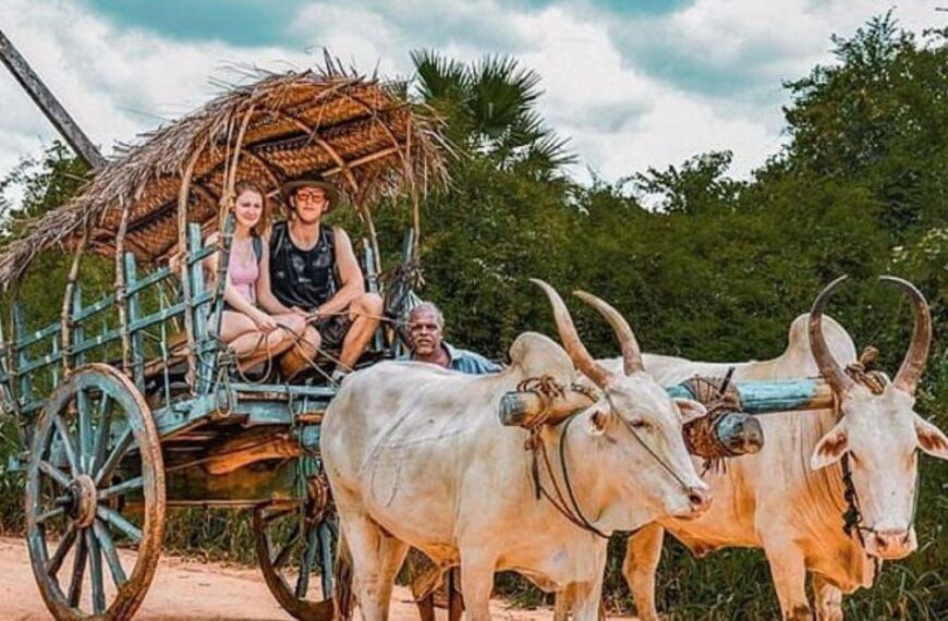 Bull cart riding