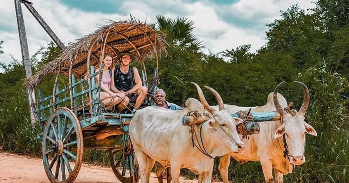 Bull cart riding
