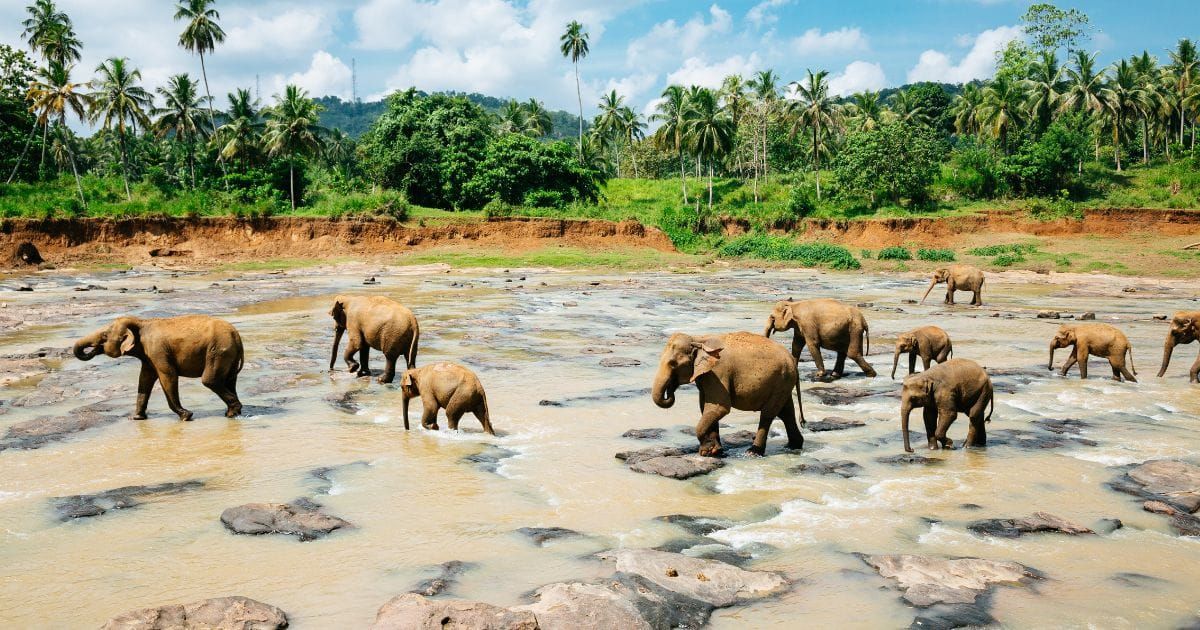 One Day Trip to Pinnawala