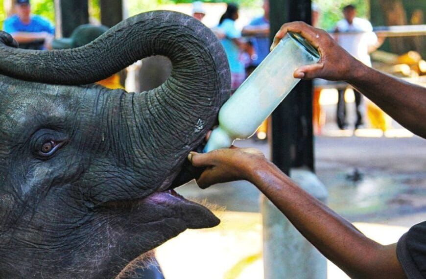 feeding pinnawala
