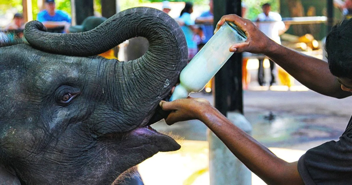 feeding pinnawala