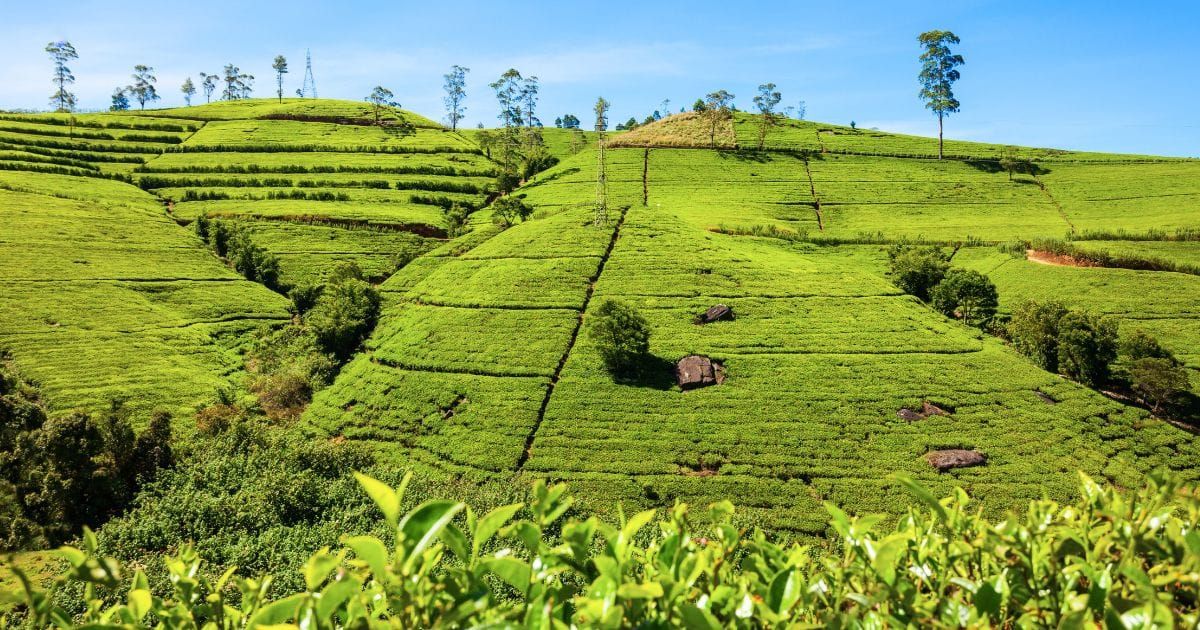 tea state