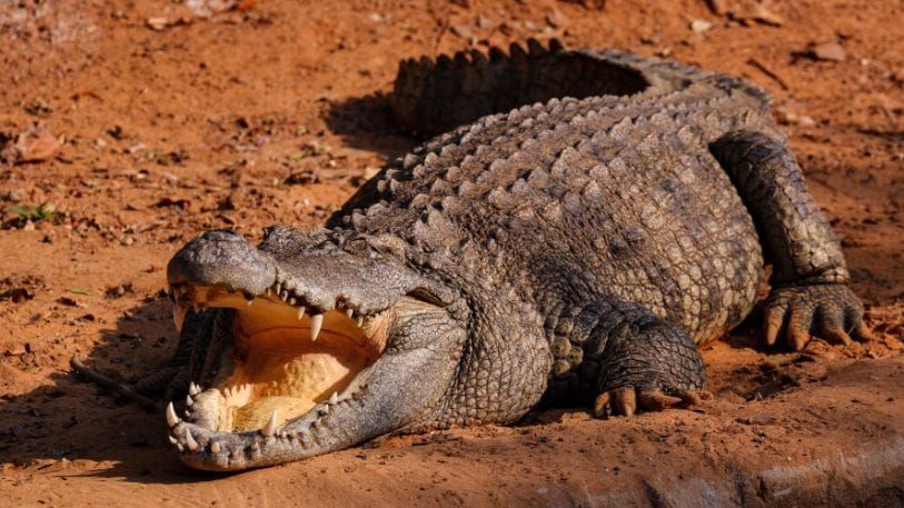 crocodile farm 3