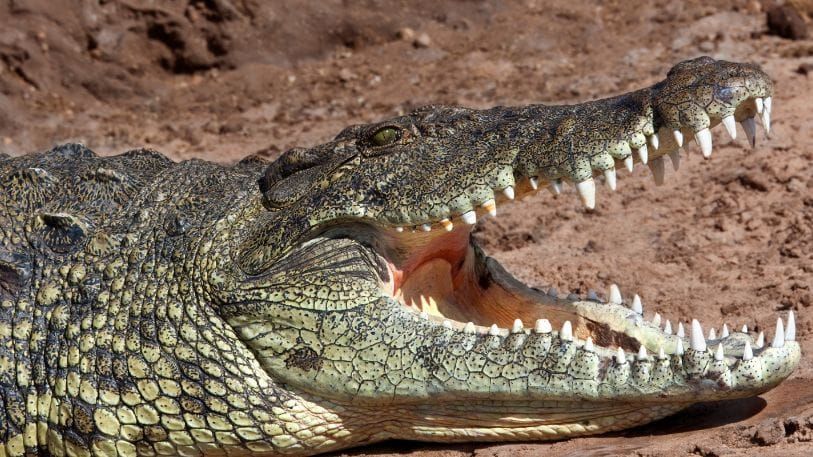 crocodile farm 1