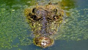 crocodile farm 2