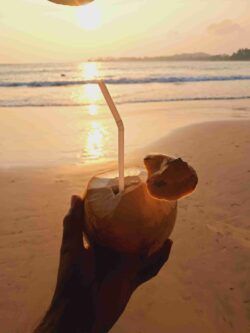 Savor the taste of tropical bliss as the sun sets over Sri Lanka’s stunning landscapes. Relax and refresh with a king coconut in hand, the perfect way to end your day with JLK Tours.