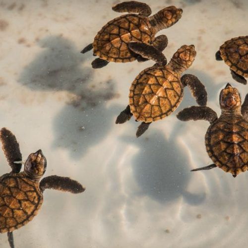 Turtle1